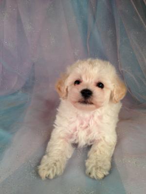 Male Bichon Poo #6 Born March 25th 2013|Sire- Bichon Dam- Poodle Ready By June 2013 3
